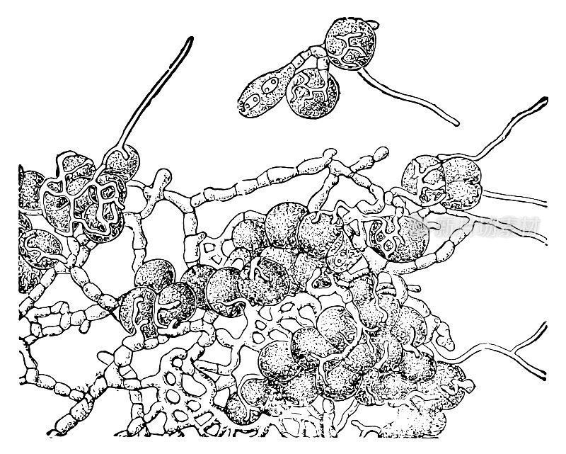 黄色地衣(Xanthoria parietina)闭合